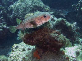 Porcupinefish IMG 7650